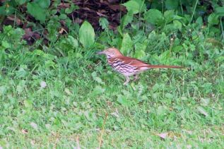 The Brown Thrasher